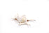 polished white spider shell